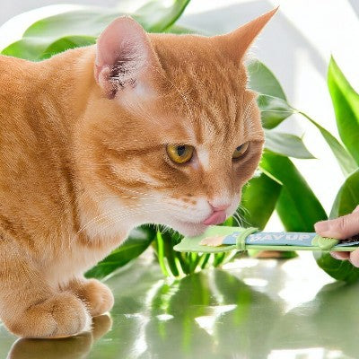 Distributeur Nourriture Chat - MeowSpoon™ - Vert